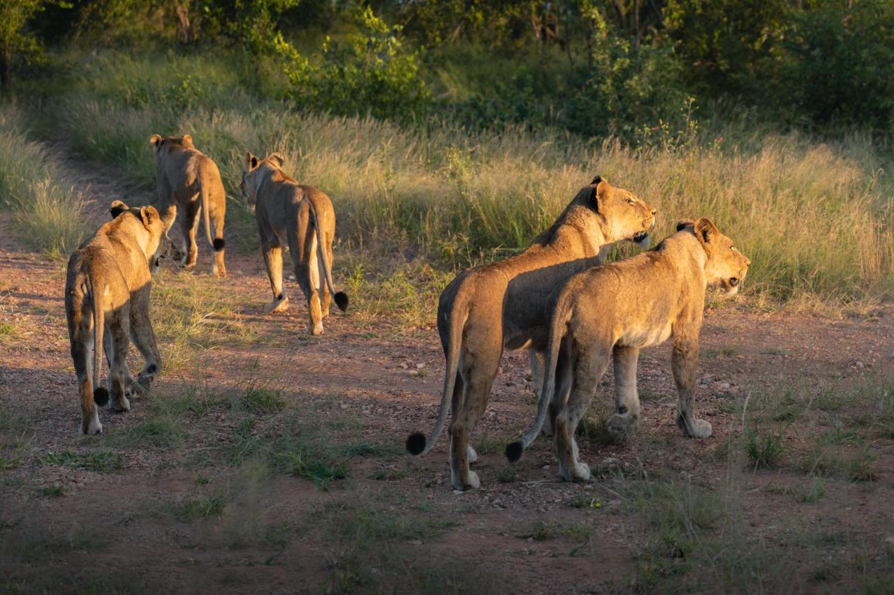Milima Big 5 Safari Lodge Hoedspruit Exterior foto