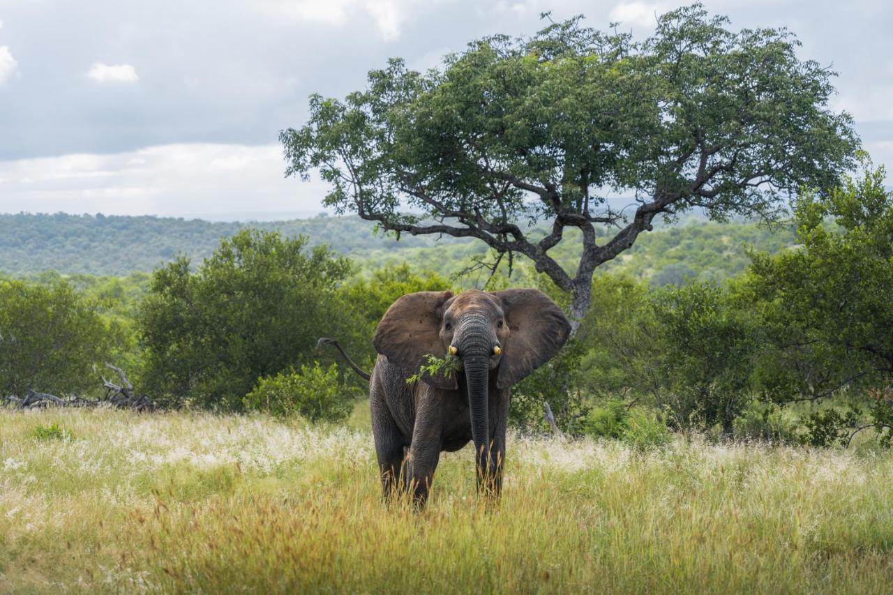 Milima Big 5 Safari Lodge Hoedspruit Exterior foto